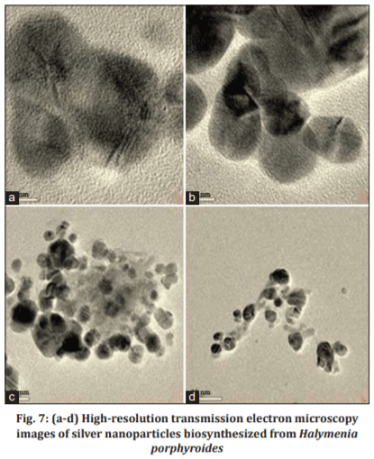 Biosynthesis and Characterization of Silver Nanoparticles from Marine Macroscopic Red Seaweed Halymenia Porphyroides Boergesen (Crypton) and its Antifungal Efficacy Against Dermatophytic and Non-Dermatophytic Fungi - Image 8