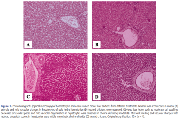 Evaluation of polyherbal formulation and synthetic choline chloride on choline deficiency model in broilers: implications on zootechnical parameters, serum biochemistry and liver histopathology - Image 8