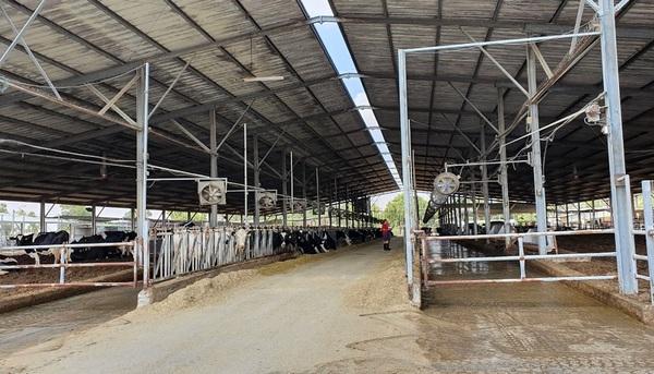 Zeelim dairy farm in the south Israel succeeds 