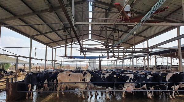 Zeelim dairy farm in the south Israel succeeds 