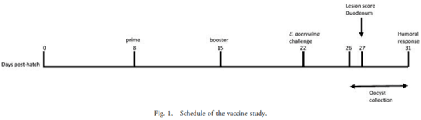 Eimeria tenella Elongation Factor-1a (EF-1a) Coadministered with Chicken IL-7 (chIL-7) DNA Vaccine Emulsified in Montanide Gel 01 Adjuvant Enhanced the Immune Response to E. acervulina Infection in Broiler Chickens - Image 1
