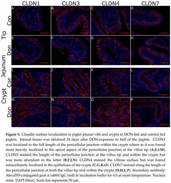 Molecular and Physiological Effects on the Small Intestine of Weaner Pigs Following Feeding with Deoxynivalenol-Contaminated Feed - Image 6