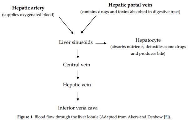 Avian Liver: The Forgotten Organ - Image 1
