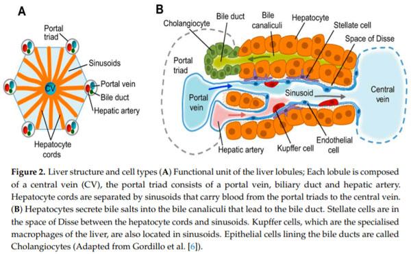 Avian Liver: The Forgotten Organ - Image 2