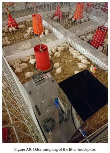 Effect of Biochar Diet Supplementation on Chicken Broilers Performance, NH3 and Odor Emissions and Meat Consumer Acceptance - Image 11