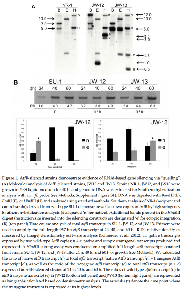 The Fungal bZIP Transcription Factor AtfB Controls Virulence-Associated Processes in Aspergillus parasiticus - Image 1