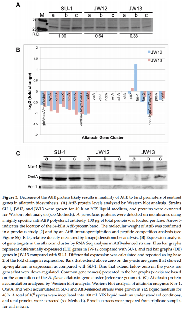 The Fungal bZIP Transcription Factor AtfB Controls Virulence-Associated Processes in Aspergillus parasiticus - Image 3