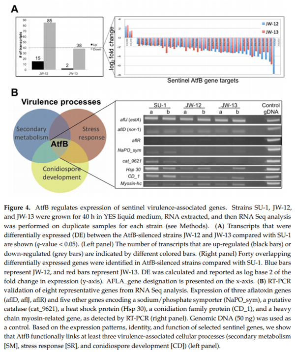 The Fungal bZIP Transcription Factor AtfB Controls Virulence-Associated Processes in Aspergillus parasiticus - Image 4