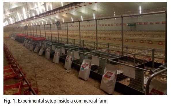 Growth promotion and alleviation of chronic intestinal inflammation by Lumance® in broilers under a dietary challenge - Image 2