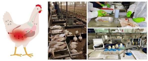 Growth promotion and alleviation of chronic intestinal inflammation by Lumance® in broilers under a dietary challenge - Image 1