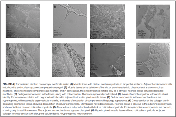 Light microscopy images of chicken Pectoralis muscle after stewing