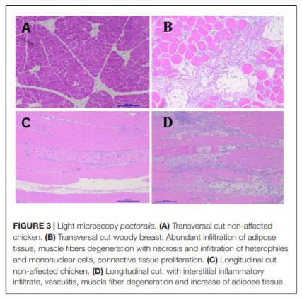 Evaluation of Bone Marrow Adipose Tissue and Bone Mineralization on Broiler  Chickens Affected by Wooden Breast Myopathy