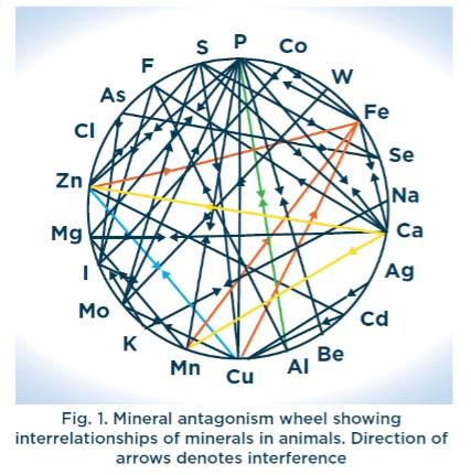 Not All Chelated Minerals are same - Image 1