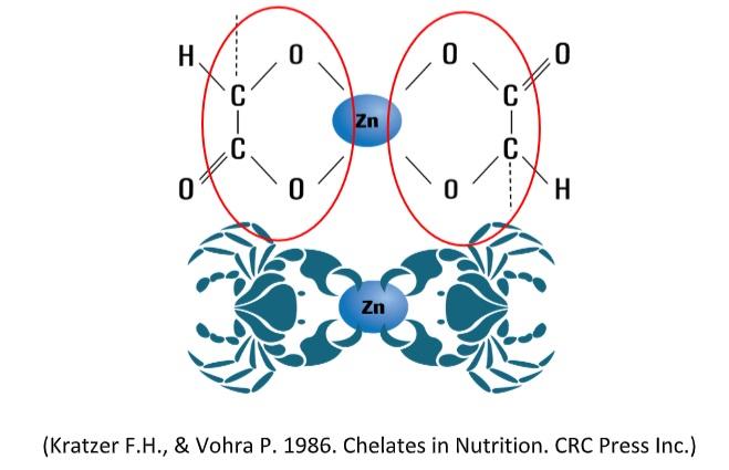 Not All Chelated Minerals are same - Image 3