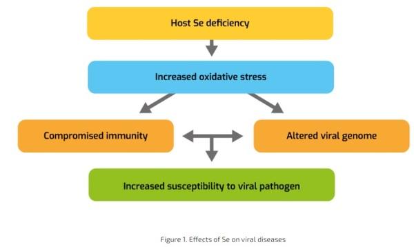 Selenium And Immunity: Food For Thought - Image 1