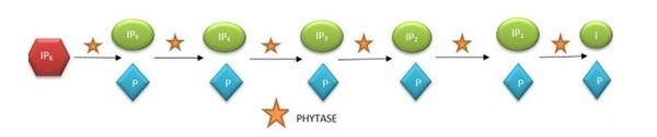 Revamping The Phytase Skeletal - Image 1
