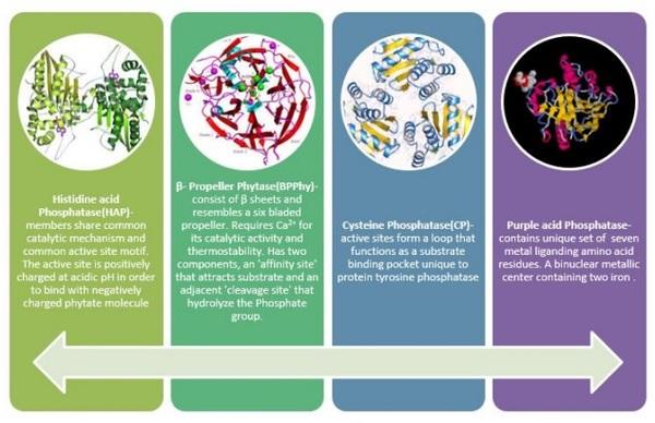 Revamping The Phytase Skeletal - Image 4