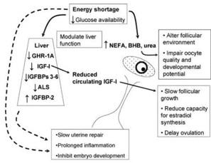 Feeding of Dam During Postpartum Period to Augment Fertility in Bovines: A Scientific Approach - Image 2