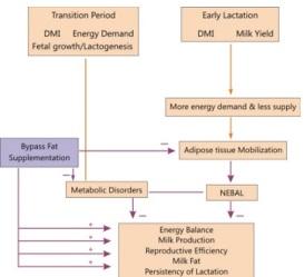 Feeding of Dam During Postpartum Period to Augment Fertility in Bovines: A Scientific Approach - Image 3