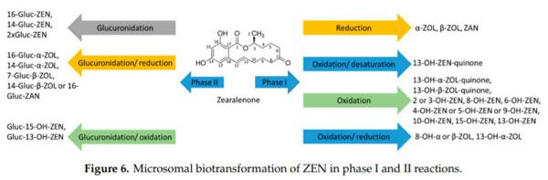 Characterization of Phase I and Glucuronide Phase II Metabolites of 17 Mycotoxins Using Liquid Chromatography—High-Resolution Mass Spectrometry - Image 5