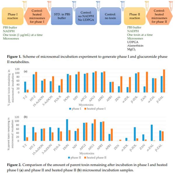 Characterization of Phase I and Glucuronide Phase II Metabolites of 17 Mycotoxins Using Liquid Chromatography—High-Resolution Mass Spectrometry - Image 1