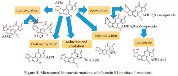 Characterization of Phase I and Glucuronide Phase II Metabolites of 17 Mycotoxins Using Liquid Chromatography—High-Resolution Mass Spectrometry - Image 4