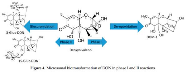 Characterization of Phase I and Glucuronide Phase II Metabolites of 17 Mycotoxins Using Liquid Chromatography—High-Resolution Mass Spectrometry - Image 3