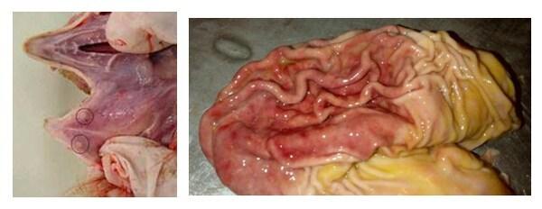 Mycotoxins: prevalence on 2020 in South East Asia, signs and lesions, prevention - Image 3