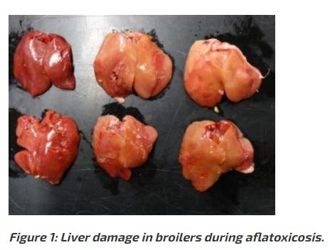 Protecting animals from ingested mycotoxins - Image 1