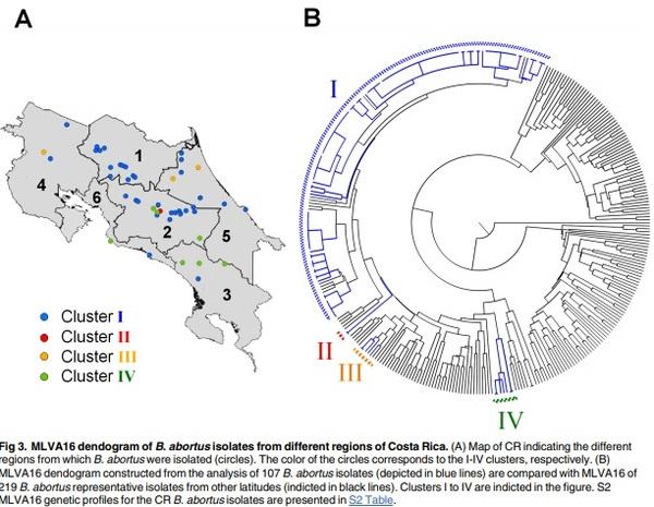 Epidemiology of bovine brucellosis in Costa Rica: Lessons learned from failures in the control of the disease - Image 5
