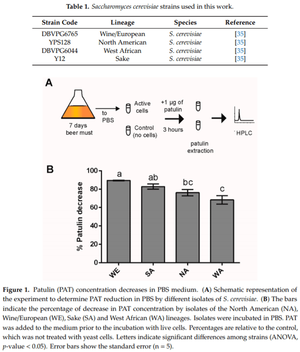 Distinct Transcriptional Changes in Response to Patulin Underlie Toxin Biosorption Differences in Saccharomyces cerevisiae - Image 1