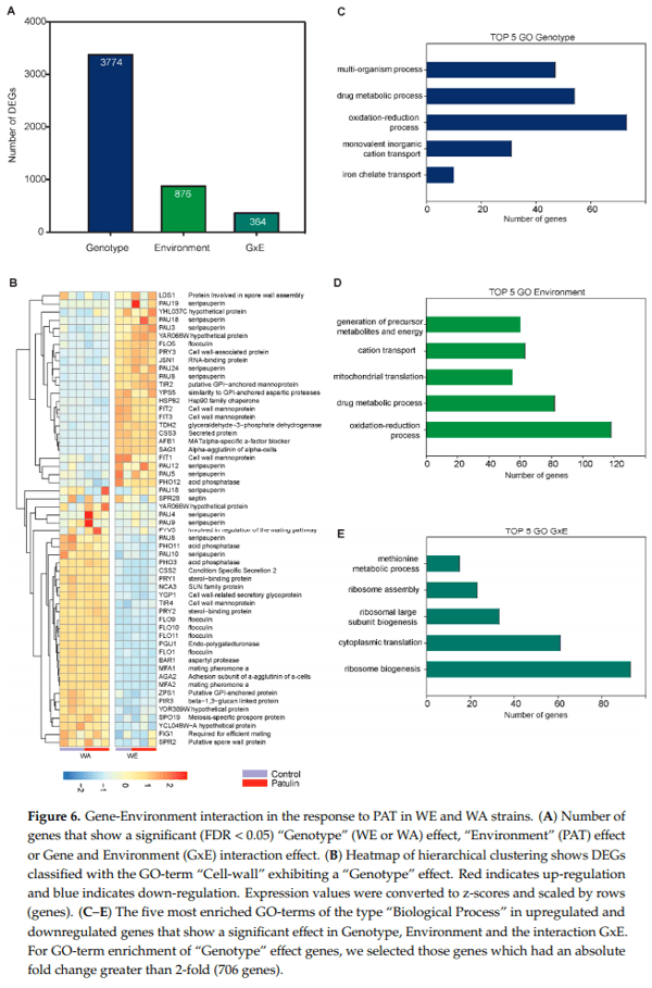 Distinct Transcriptional Changes in Response to Patulin Underlie Toxin Biosorption Differences in Saccharomyces cerevisiae - Image 6