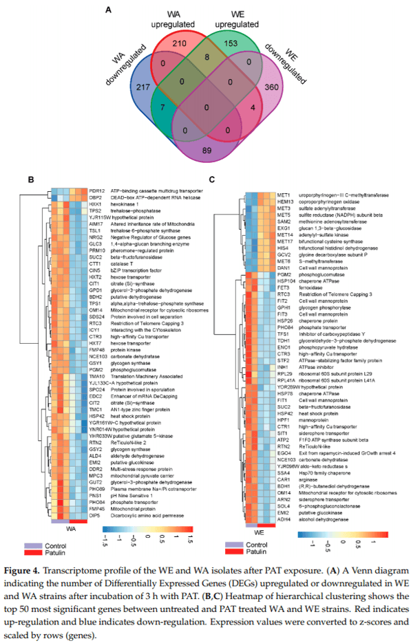 Distinct Transcriptional Changes in Response to Patulin Underlie Toxin Biosorption Differences in Saccharomyces cerevisiae - Image 4
