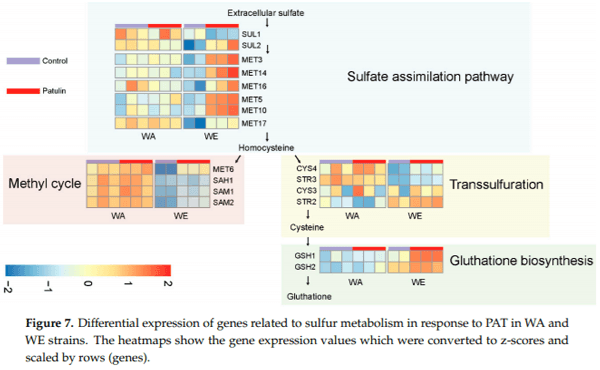 Distinct Transcriptional Changes in Response to Patulin Underlie Toxin Biosorption Differences in Saccharomyces cerevisiae - Image 7