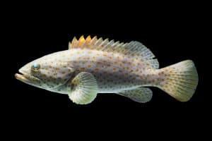 Functional yeast protein improves fish health in reduced fishmeal diets - Image 1