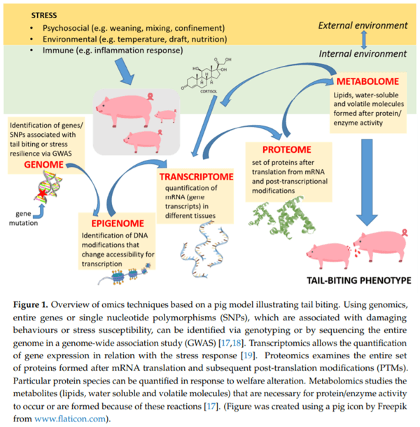 Omics Application in Animal Science—A Special Emphasis on Stress Response and Damaging Behaviour in Pigs - Image 1