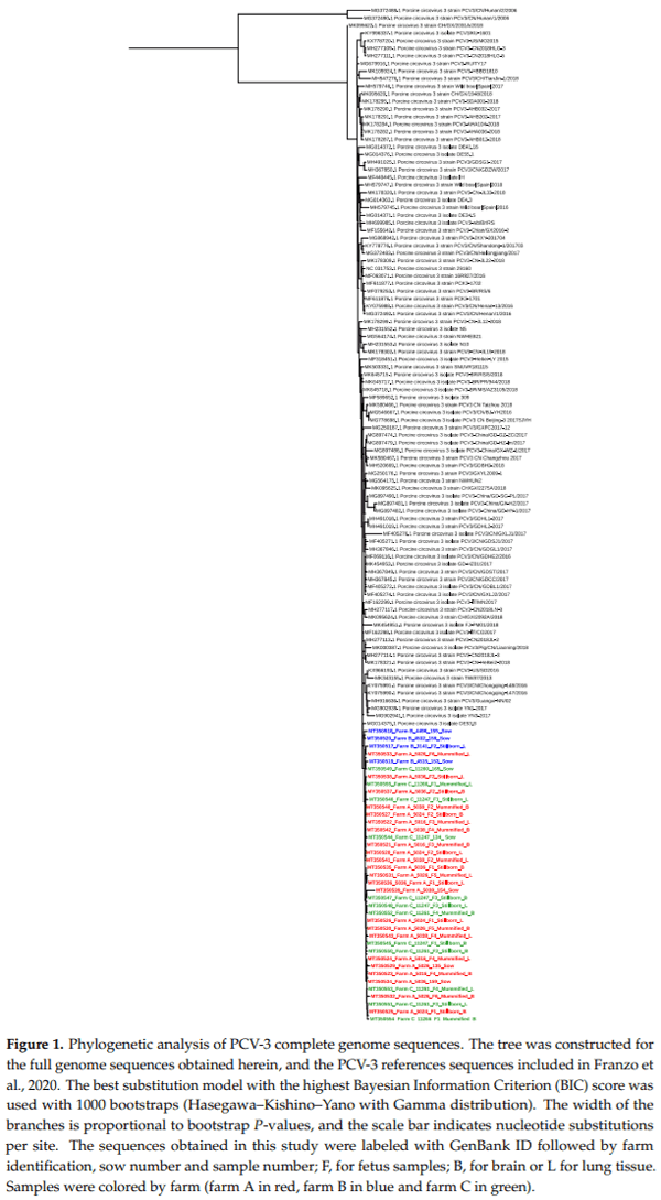 Frequency of Detection and Phylogenetic Analysis of Porcine circovirus 3 (PCV-3) in Healthy Primiparous and Multiparous Sows and Their Mummified Fetuses and Stillborn - Image 3