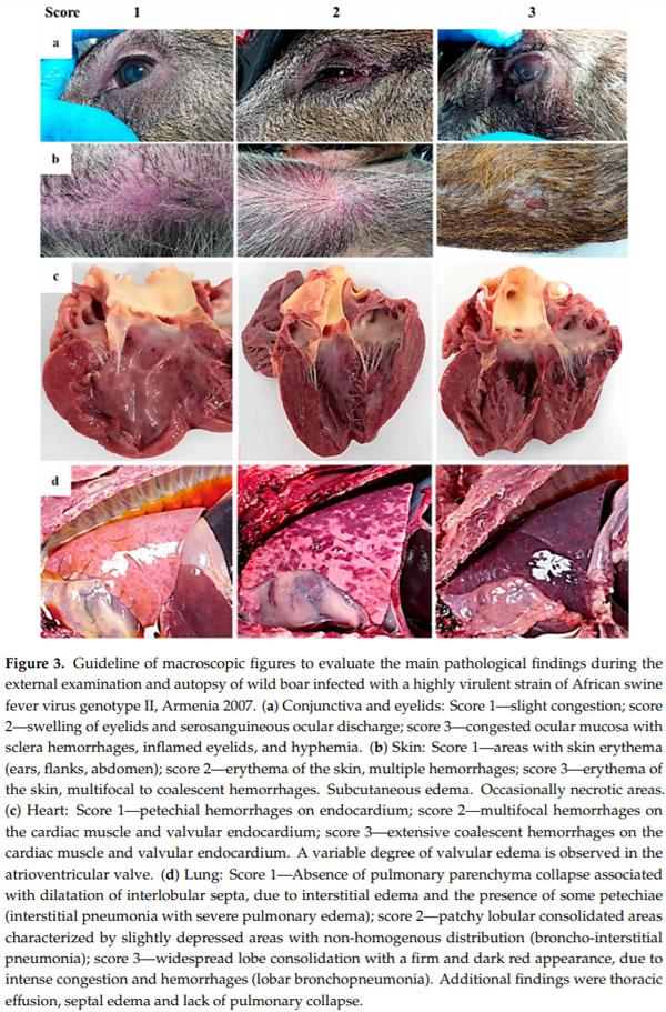 Clinical Course and Gross Pathological Findings in Wild Boar Infected with a Highly Virulent Strain of African Swine Fever Virus Genotype II - Image 3
