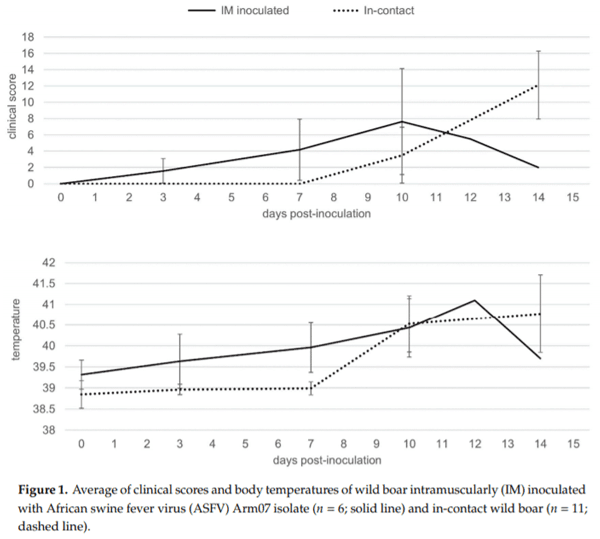 Clinical Course and Gross Pathological Findings in Wild Boar Infected with a Highly Virulent Strain of African Swine Fever Virus Genotype II - Image 1