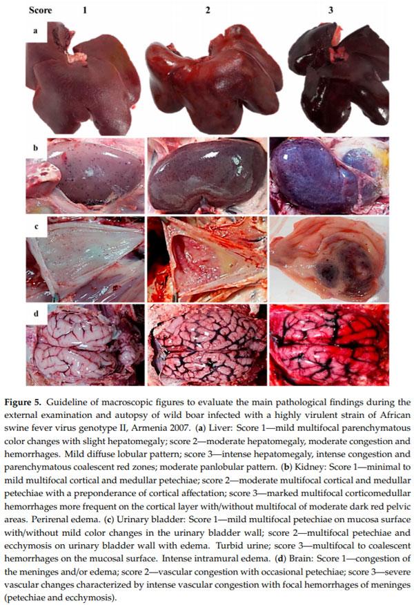 Clinical Course and Gross Pathological Findings in Wild Boar Infected with a Highly Virulent Strain of African Swine Fever Virus Genotype II - Image 5