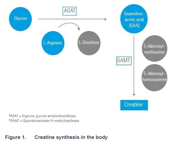 Creatine for animal feeds. 10 key facts - Image 1