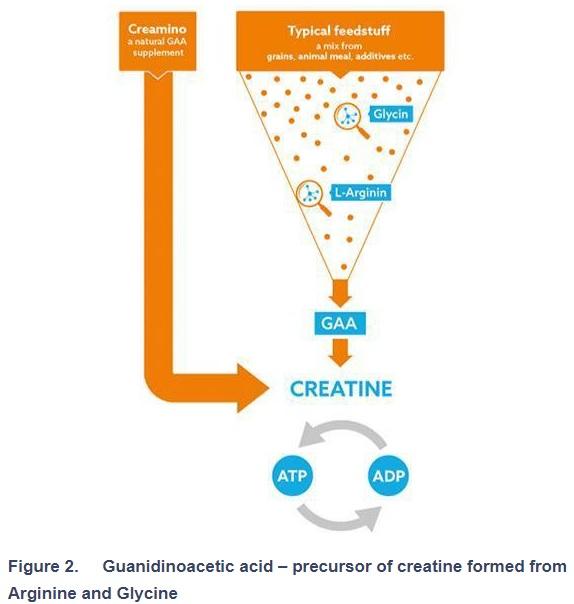 Creatine for animal feeds. 10 key facts - Image 2