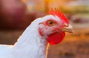 Tackle pullorum disease and fowl typhoid in breeder effectively - Image 1