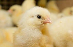 Prevent Salmonella from undermining food safety - Image 1