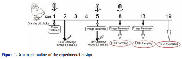 Evaluation of bacteriophage efficacy in reducing the impact of single and mixed infections with Escherichia coli and infectious bronchitis in chickens - Image 1