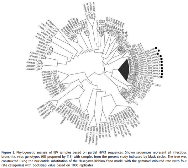 Evaluation of bacteriophage efficacy in reducing the impact of single and mixed infections with Escherichia coli and infectious bronchitis in chickens - Image 2