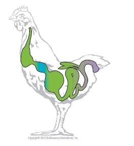The Effects of Xylanase on Poultry Gut Health - Image 1