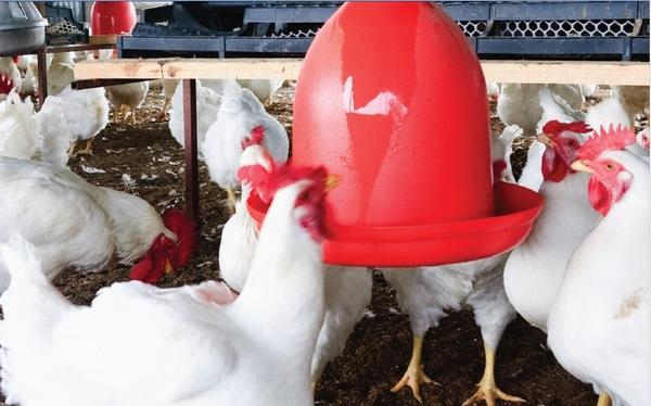 The Effects of Xylanase on Poultry Gut Health - Image 1