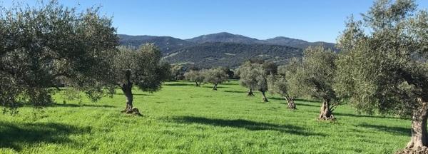 Developing effective natural solutions for animals - Liptosa: 2020 Summary and 2021 Challenges - Image 1