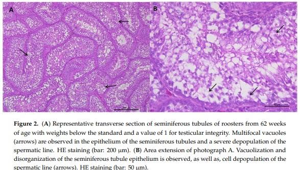 Effect of the Age and Body Weight of the Broiler Breeders Male on the Presentation of Oxidative Stress and Its Correlation with the Quality of Testicular Parenchyma and Physiological Antioxidant Levels - Image 3